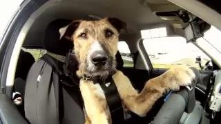 Watch The World's First Driving Dog Video