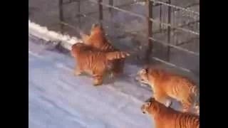 Watch TIGERS FEED LIVE CHICKENS wild animals attack caught on camera Video