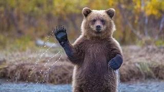 Watch Top 10 Funny Animal Video Video