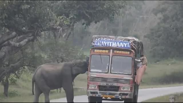 Watch Animal Attack Elephant Attack Indian Truck Video