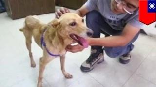 Watch Abandoned dog near train station rescued by dog lovers and adopted Video