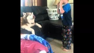 Watch Husky Sings Along To Harmonica Video