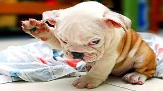 Watch Funny Dogs - Best Videos Funny Dog Compilation Video
