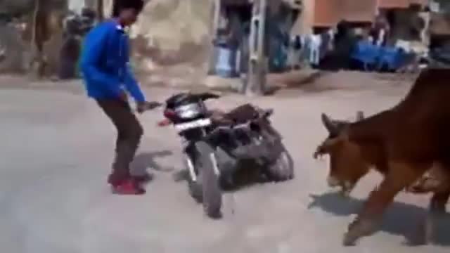 Watch Funny Bike Stunt with Cow - Best WhatsApp Funny Videos Video