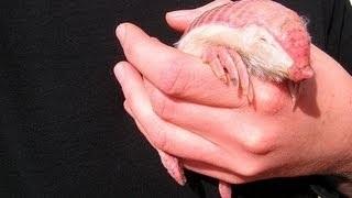 Watch Bizarre Animal - Pink Fairy Armadillo Video