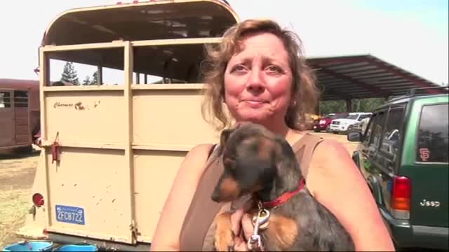 Watch Calif. Wildfire Evacuees Escape With Animals Video