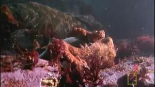 Watch Octopus Kills Shark Video
