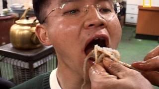 Watch Would You Eat Live Octopus? Video