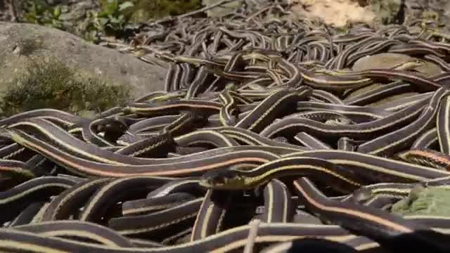 Watch If You're Scared of Snakes, Don't Watch This Video