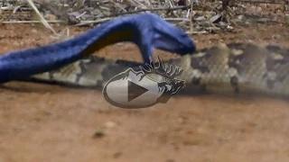 Watch Deadly Snake Fight! Video