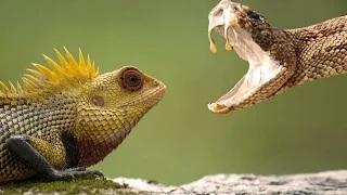 Watch Cobra Vs Chameleon - One Will Die Full HD Video
