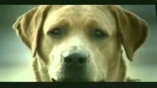 Watch Dog in love - betrayed - very funny banned commercial Video