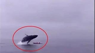 Watch Humpback Whale Breaches on Top of Kayakers Video