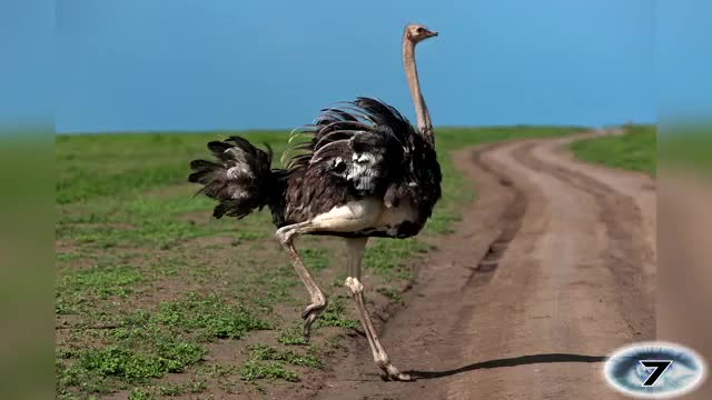 Watch 15 Biggest Animals in the World Video