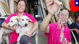 Watch Curious dogs injured by fish hooks, badly injured after being entangled together Video