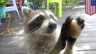 Watch Cute raccoon: Rocksy the Raccoon uses rock to knock on door and beg for cat food Video