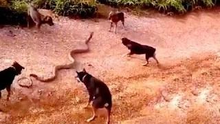 Watch 5 Dogs Attack a King Cobra | Whatsapp Funny Video Video