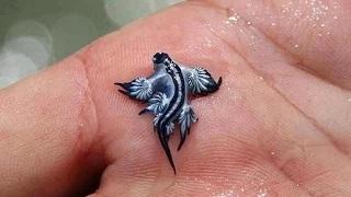 Watch 10 Strange and Weird Animals That You Didn't Know Exist Video