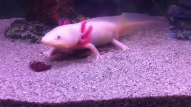 Watch The Mexican Walking Fish - Bizarre Animal Video