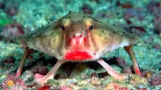Watch Red Lipped Batfish - Bizarre Animal Video