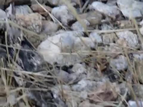 Watch The Panda Ant - Bizarre Animal Video