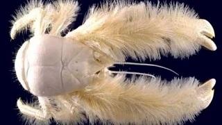 Watch The 10 Most Amazing and Strange Animals in the World Video