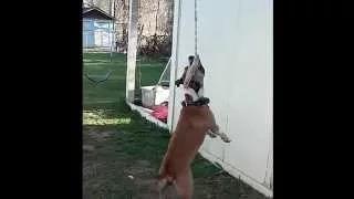 Watch Dog Hangs and Swings on Rope Video