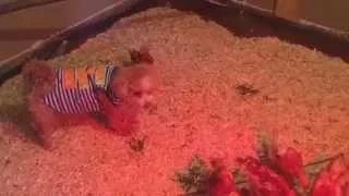 Watch Dog Wants to Be Friends with Chickens Video