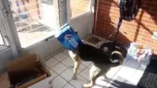Watch Funny Dog Stuck in Beer Box Video