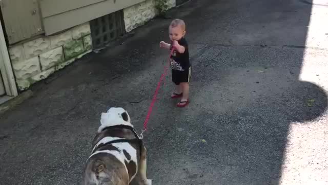 Watch 11-month-old trying to walk 80 pound bulldog Video