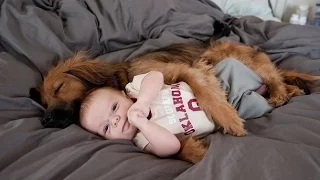 Watch Funny Dogs Protecting Babies Compilation Video