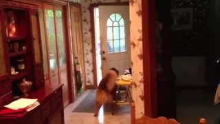 Watch Smart Dog Opens and Closes the Door Video