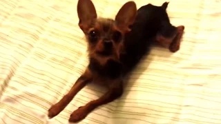 Watch Funny Talking Dog Says I Love You Video