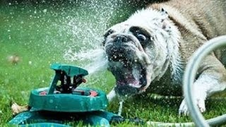 Watch Funny Dogs vs Sprinklers Compilation Video