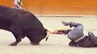 Watch Funny Animal Accidents Funny Fail Compilation Videos Video