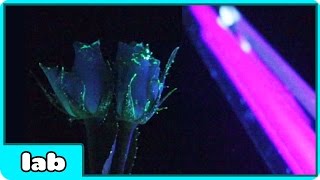 Watch Make Flowers Glow In the Dark Video