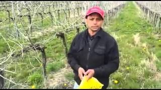 Watch Punjabi in Foreign Countries: Crown Immigrtion Video
