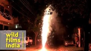 Watch Bursting Crackers on Diwali | Happy Diwali Video