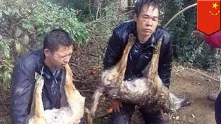 Watch Dog thieves caught by angry mob in China, beaten and tied to pole for 10 hours Video