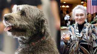 Watch Hero dog helps family save Russian grandma lost in the woods during rainstorm Video