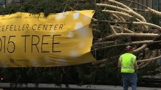 Watch Rockefeller Center Christmas Tree Arrives in NYC Video