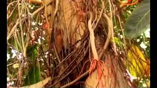 Watch Banyan (Bargad) Tree - Remedies To Treat Infertility,$exual Weakness,Dental Problem,Skin Care Video