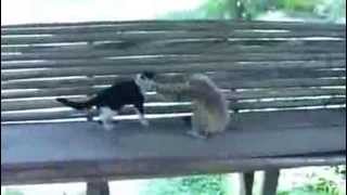 Watch Cat and Monkey Funny Animal Video Video
