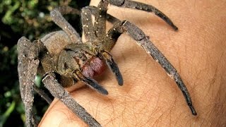 Watch 10 Most Poisonous Animals on Earth Video