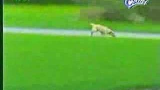 Watch Funny Dog Fails Video