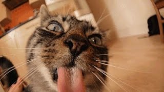 Watch Funny & Cute Animals || Funny Video Clips Funny Animals Fails Video