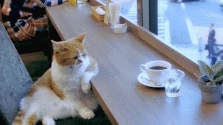 Watch Funny Cats Dogs Funny Animals Fails Video