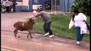 Watch Animals Attacking Humans Compilation Video