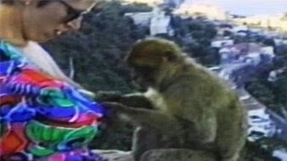 Watch Animal Attack Funny Fail Videos Video