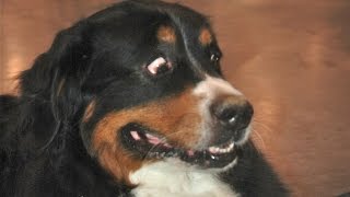 Watch Funny Dogs Scared of Farts Compilation Video